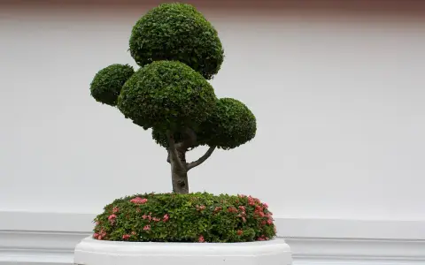 Starannie uformowane drzewko bonsai z różowymi kwiatami u podstawy, ozdabia wejście do domu.