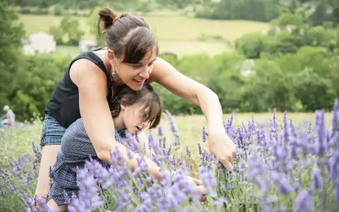 Une mère et sa fille cueillent de la lavande dans un champ parfumé, profitant d'un moment complice sous le soleil.