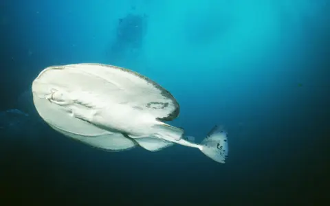 Biała ryba płynąca pod prąd, z ciemnymi plamami na ogonie, w głębokim, błękitnym oceanie.