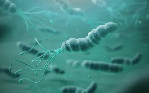 Bakterie Helicobacter pylori z wiciami. W poszukiwaniu sposobów, co zabija Helicobacter pylori, naukowcy badają te mikroorganizmy.