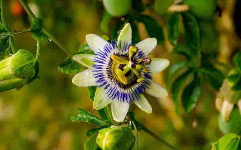 Passiflora in fiore, con gocce di pioggia sui petali bianchi e blu. Le sue proprietà sono note per il benessere.