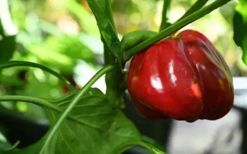 Reife rote Paprika am Strauch. Beim Paprika selber ziehen ist es wichtig zu wissen, dass die Früchte nicht giftig sind.