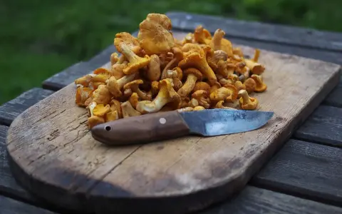 En hög med färska kantareller på en träskärbräda med en kniv. Snart dags att frysa kantareller för vintern.