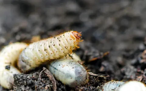 Gros plan sur une larve de cetoine, blanche et dodue, se déplaçant dans la terre. D'autres larves sont visibles autour.