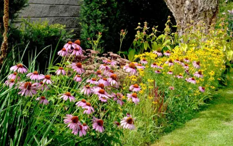 A vibrant garden bed filled with pink coneflowers and yellow black-eyed Susans, showcasing beautiful drought tolerant annuals thriving beside a grassy path.