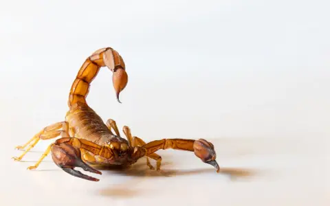 Un escorpión marrón con su cola curvada sobre su espalda, listo para cazar. Los escorpiones comen insectos y otros arácnidos.