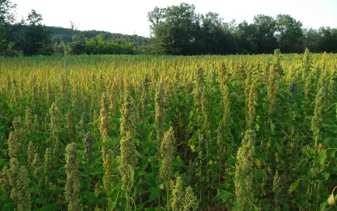 Campo rigoglioso di quinoa pianta, con spighe dorate che ondeggiano al sole. Alberi sullo sfondo creano un contrasto verde.