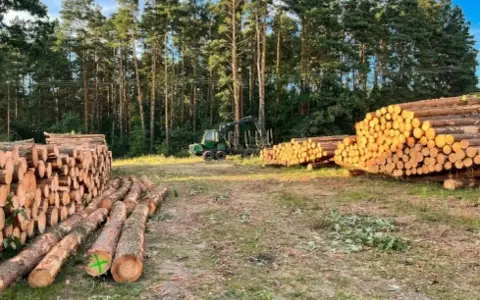 Wycinka drzew jaki VAT – uniknij niepotrzebnych kosztów i błędów