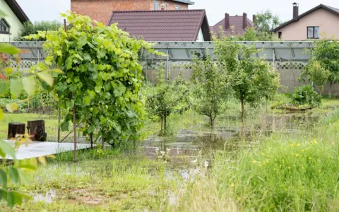 Woda na działce po deszczu, zalane trawniki i młode drzewka. W tle domy i szklarnia.