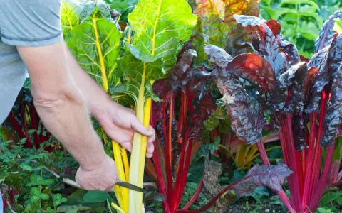 Hände ernten bunte Mangoldstiele. Ein Messer schneidet den Stiel eines gelben Mangolds, während daneben rote und grüne Exemplare wachsen.