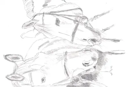 Boceto a lápiz de dos caballos con bridas, mostrando diversas técnicas de dibujo a lápiz para capturar sus formas y texturas.