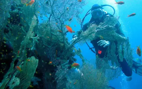Buceador explorando la rica vida marina y corales en las Islas Medas. Peces naranjas nadan entre las algas.