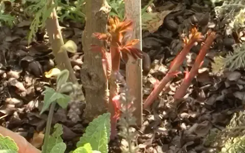 Nya skott av vildskott rosor spirar i solljuset. Marken är täckt av barkmull och vissna löv.