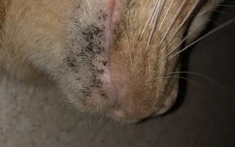 Närbild på en katts haka med mörka prickar, vilket kan vara tecken på katt akne.