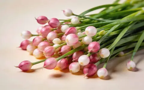 Un bouquet de ciboulette, ses jeunes pousses roses et blanches, prêtes à pousser à l'ombre ou au soleil.