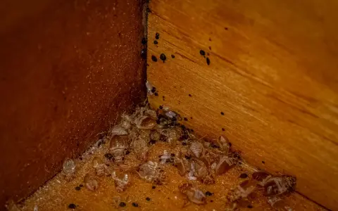 Esquina de madera con restos de mudas de chinches y sus pequeñas cagadas negras.