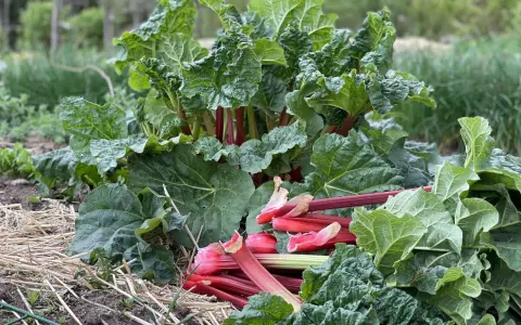 En frodig rabarberplanta med röda stjälkar och stora gröna blad. En del stjälkar har skördats och ligger framför plantan, redo för en rabarberblomma-inspirerad paj.