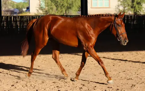 Magnifique cheval bai en mouvement dans une carrière, prêt pour un prix cheval CSO 5 étoiles.