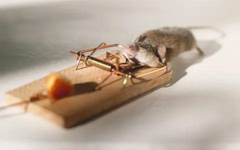 Un ratón doméstico atrapado en una trampa de madera con un trozo de queso.