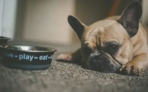 Smutny buldog francuski leży obok miski z napisem "love-play-eat". Czy psu można dać stoperan, gdy ma problemy z brzuszkiem?