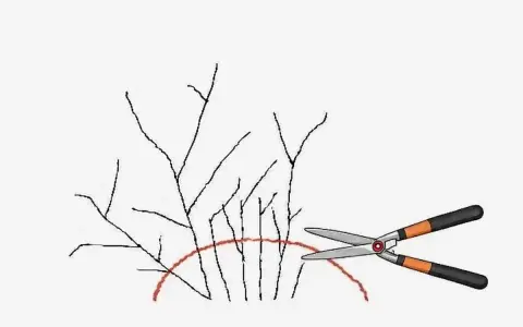 Ilustracja pokazuje, jak wykonać cięcie tawuły japońskiej. Nożyce ogrodnicze są gotowe do przycięcia gałązek poniżej czerwonej linii.
