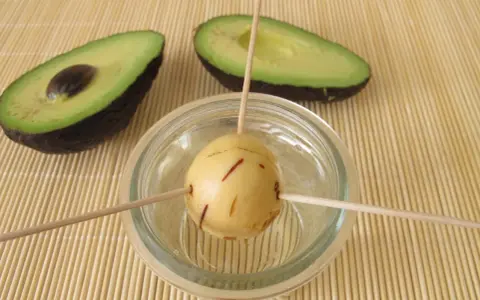 Préparation pour faire pousser un avocat : un noyau est suspendu dans un verre d'eau avec des cure-dents, à côté de deux moitiés d'avocat.