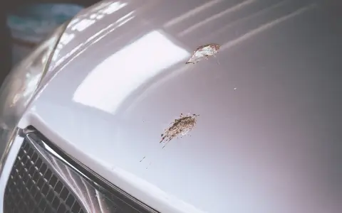 Bird droppings mar the shiny hood of a car, showing how to clean bird poop off car.
