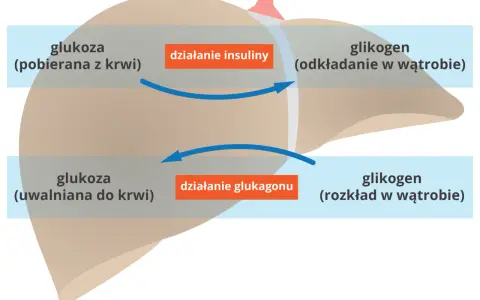 Schemat działania insuliny i glukagonu na wątrobę: pobieranie i odkładanie glukozy, uwalnianie glukozy z glikogenu.
