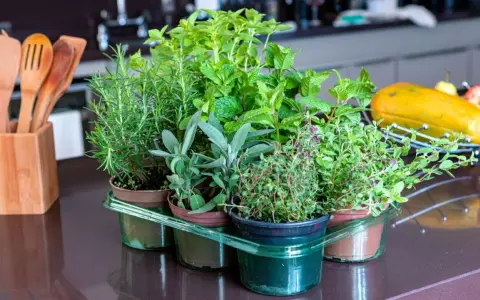 Variedad de hierbas aromáticas listas para cocinar: romero, menta, salvia y tomillo. Un placer para el paladar y la vista al plantar hierbas aromáticas.