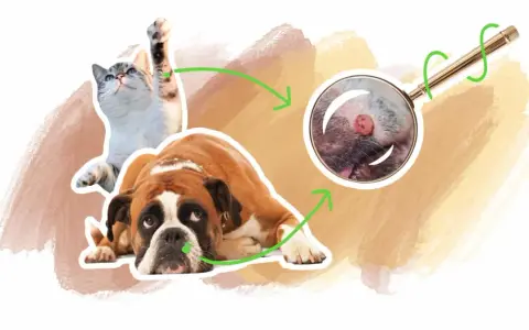 Un chat et un chien boxer, avec une loupe examinant une verrue sur le museau du chien. Illustration sur le verrue chien traitement.