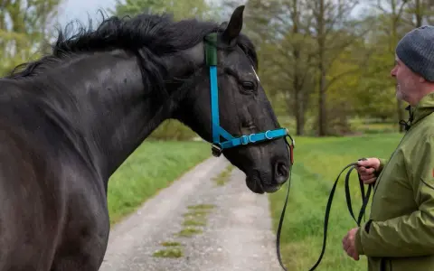 Mann zeigt, wie man ein Hackamore richtig verschnallt. Schwarzes Pferd mit blauem Halfter steht auf einem Feldweg.