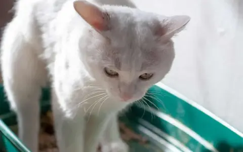 Biały kotek w kuwecie, być może potrzebuje masła na zatwardzenie u kota.