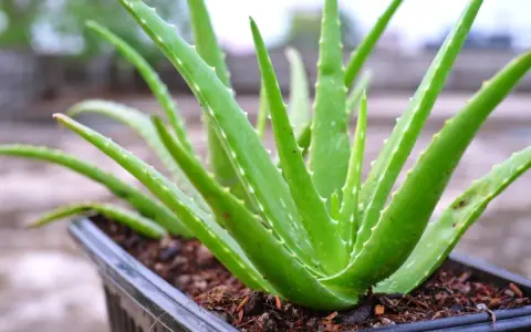 Zielony, soczysty aloes leczniczy w czarnej doniczce. Jego grube liście z ząbkowanymi brzegami tworzą gęstą rozetę.