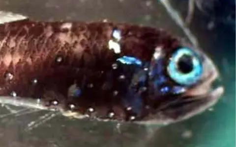 Un piccolo pesce ascia con occhi azzurri luminosi e macchie bianche sul corpo scuro, nuota in acque verdi.