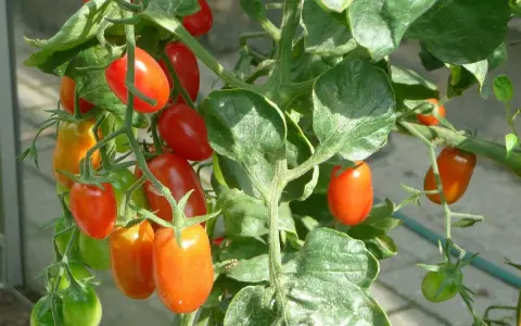 Pomodori ciliegino maturi e verdi su un ramo. L'olio di neem protegge le piante da parassiti, garantendo frutti sani.