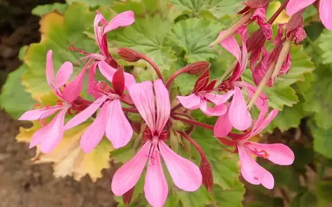 Grappe de fleurs de géranium zonal rose pâle, avec des feuilles vertes dentelées en arrière-plan.