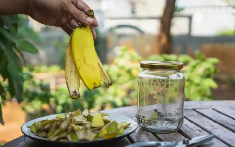 Ręka trzyma skórki banana nad talerzem z pokrojonymi resztkami. Obok stoi słoik, idealny do przygotowania nawozu z bananów. Jak często podlewać rośliny takim nawozem?