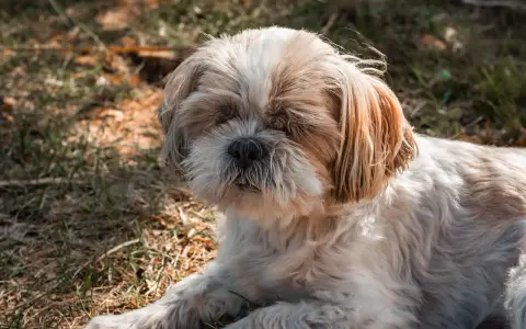Słodki shih tzu leży na trawie, jego puszysta sierść i łagodny wyraz pyska sugerują idealną wagę dla tej rasy.