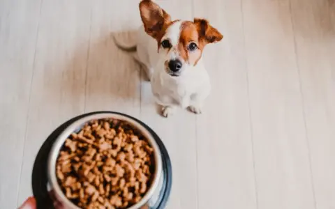 Un adorable Jack Russell attend patiemment son repas maison pour chien, la quantité semble parfaite pour lui.