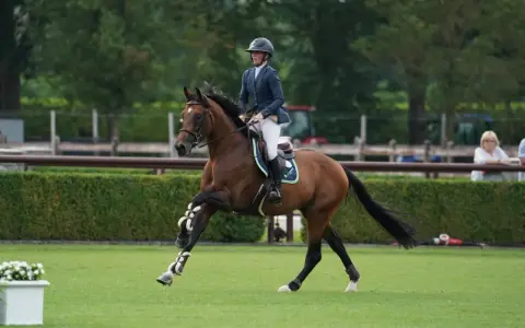 Cavalier et cheval brun en plein saut, con quidam rb.