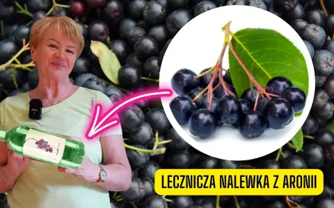 Nalewka z aronii: na co pomaga? Właściwości i dawkowanie