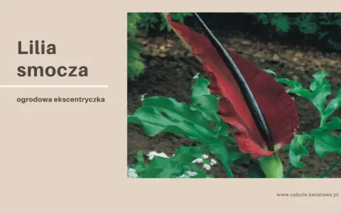 Lilia smocza, egzotyczny kwiat o intensywnie czerwonym kielichu, otoczona bujnymi, zielonymi liśćmi.