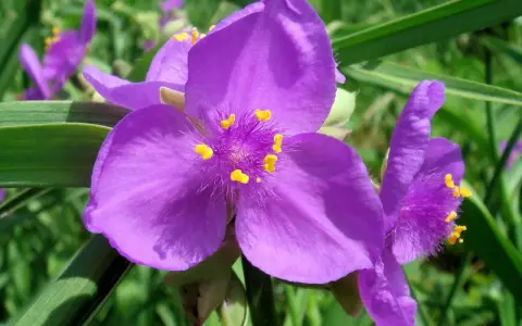 Fleurs violettes de l'éphémère de Virginie, aux pétales doux et aux étamines jaunes éclatantes, se dressent fièrement dans un jardin verdoyant.