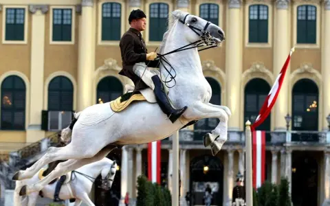 Ein stolzer Lipizzaner in Wien springt vor barocker Kulisse.