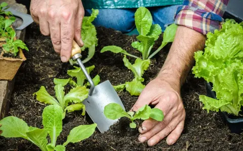 Hands planting young romaine lettuce seedlings in dark soil. This is the perfect time to plant romaine lettuce for a fresh harvest.