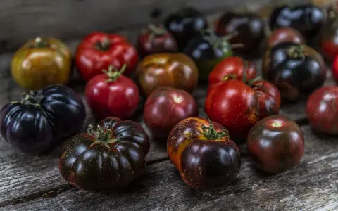 En samling olika tomater, perfekta för ett somrigt recept. Mörka, röda och randiga sorter ligger på en träyta.