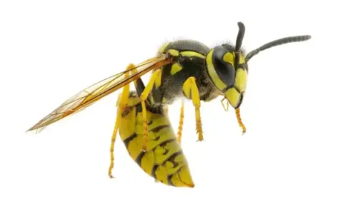 Una avispa chaqueta amarilla, con sus alas transparentes y cuerpo a rayas, se cierne en el aire.
