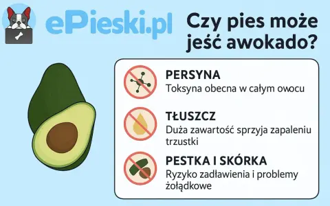 Czy pies może jeść awokado? Grafika ostrzega przed toksyną, tłuszczem i pestką z awokado, które są szkodliwe dla psów.