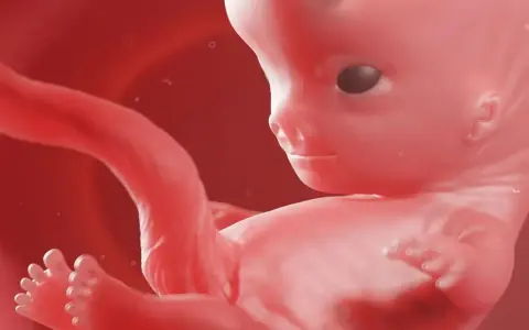 Płód w 10. tygodniu rozwoju, widoczna już pleć, zarys głowy, rączek i nóżek.
