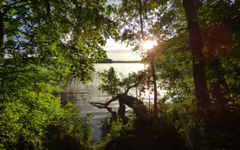 Sonnenstrahlen brechen durch das Blätterdach und beleuchten das ruhige Jezioro Mamry. Ein umgestürzter Baum ragt ins Wasser.
